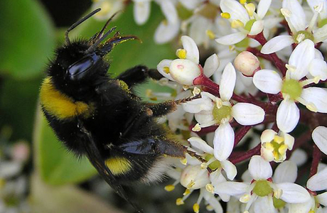 Kryptarum Erdhummel (Bombus cryptarum) - © Johann Neumayer